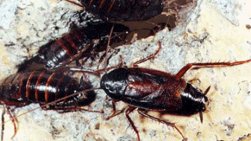 Как разводить крупных черных тараканов, способы борьбы с жуткими насекомыми