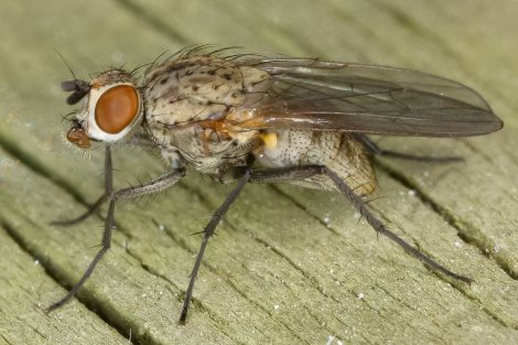 Луковая муха в саду: действенные меры борьбы с вредителями