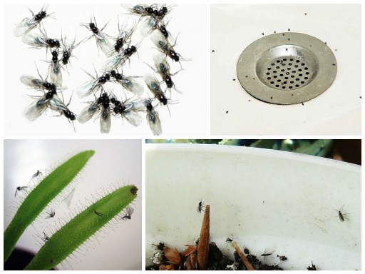 Комнатные мухи: эффективные методы борьбы с насекомыми