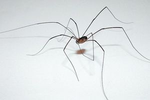 Как избавиться от пауков - выбираем правильный путь