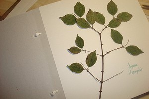Как гладить листья утюгом - сделайте чудесный гербарий своими руками