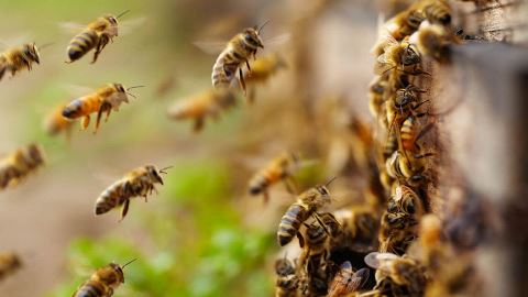 Как бороться с пчелами на дачном участке: избавляемся от незваных гостей