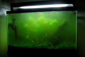 Зеленый налет и мутная вода в аквариуме - лучшие способы решения проблемы