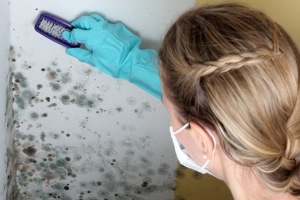 Как эффективно избавиться от грибка на стенах в квартире?