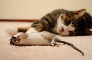 Как убрать мышей в доме: действенные методы