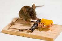 В квартиру залетела летучая мышь - как вывести незваного гостя?