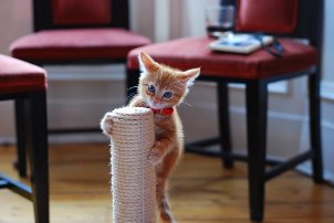 Как отучить кошку точить когти о мебель, диваны и стены