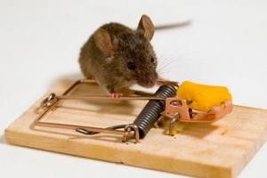 Как избавиться от мышей в квартире: используем самые эффективные методы