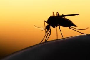 Как избавиться от комаров в доме?