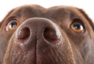 Собака в домашних условиях: как избавиться от запаха на коврах и диванах?