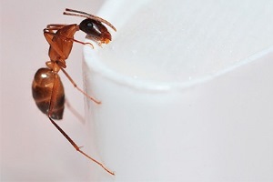 Эффективная борьба с красными муравьями в квартире
