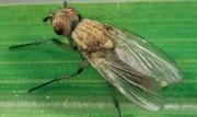 Муравьи в квартире: как избавиться от вездесущих насекомых?