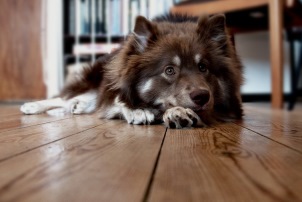 Собака в домашних условиях: как избавиться от запаха на коврах и диванах?