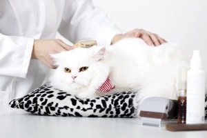 Как избавиться от кошачьей шерсти в квартире: на заметку владельцам кошек