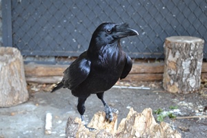 Вороны во дворе: действенные и гуманные приемы отпугивания птиц