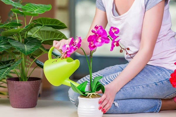 Как правильно ухаживать за орхидеей в домашних условиях?