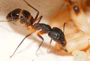 Муравьи в квартире: как избавиться от вездесущих насекомых?