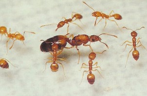 Желтые муравьи в квартире: методы борьбы с насекомыми