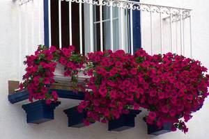 Цветы на балконе - мини-сад своими руками