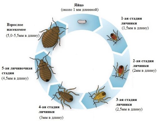 Эффективные средства борьбы с клопами в домашних условиях