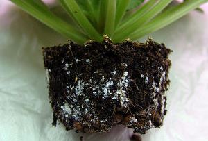 Белокрылки в почве комнатных растений, избавляясь от вредителей