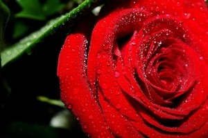 Как хранить розы в вазе - дольше любуйтесь любимыми цветами