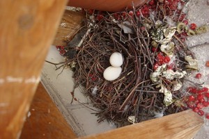 Как избавиться от голубей на балконе - прогоняйте надоедливых птиц