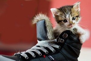 Как убрать запах кошачьей мочи с обуви - практические советы