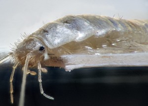 Что делать, если в ванной появились белые насекомые?