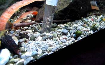 Как правильно чистить грунт, воду и водоросли в аквариуме