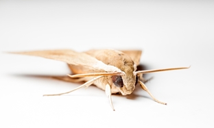 Как избавиться от моли в квартире: эффективные методы борьбы с насекомыми