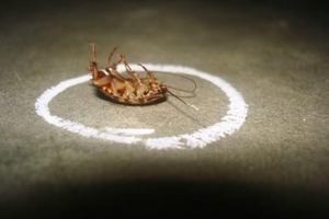 Как травить тараканов в квартире: народные и современные средства