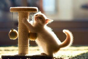 Как отучить кошку точить когти о мебель, диваны и стены