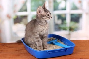 Как быстро приучить котенка к туалетному ящику - Советы начинающим любителям кошек