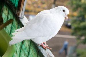 Как избавиться от голубей на балконе - прогоняйте надоедливых птиц