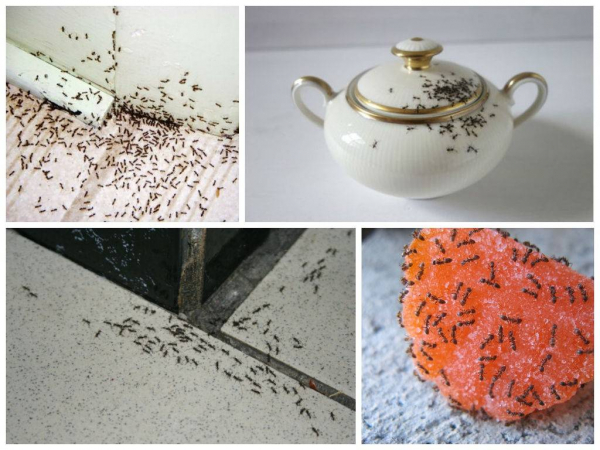 Как избавиться от рыжих муравьев в доме и на даче. Причины возникновения и лучшие способы избавления от них.