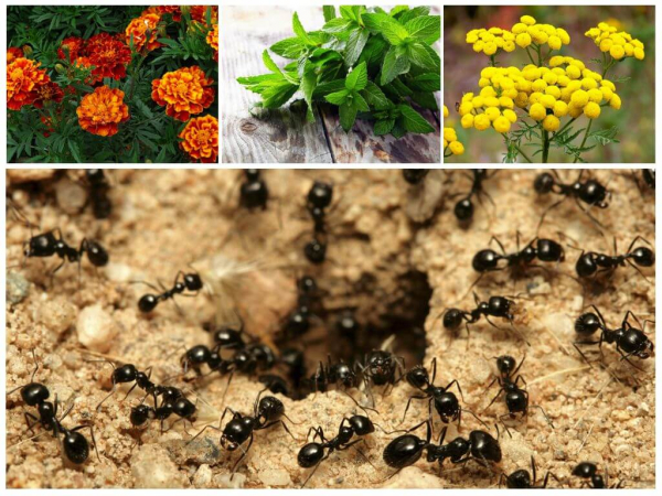 Как избавиться от рыжих муравьев дома и на природе. Причины и лучшие методы истребления.