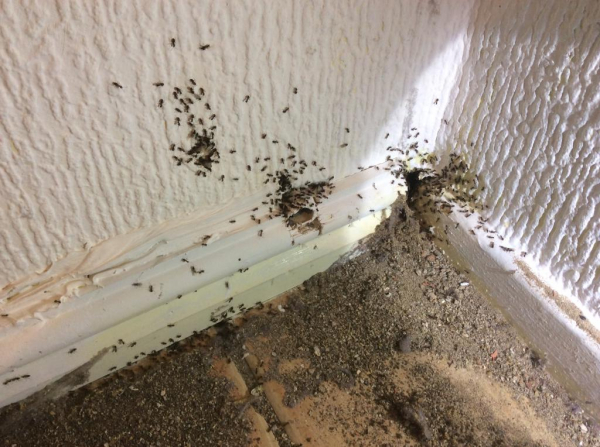 Как избавиться от рыжих муравьев дома и на даче. Причины и лучшие методы истребления.